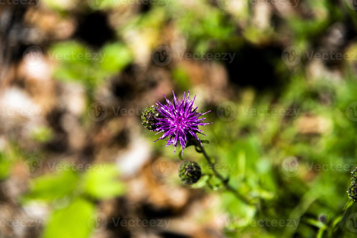 serratula tinctoria in estate con sfondo verde foto