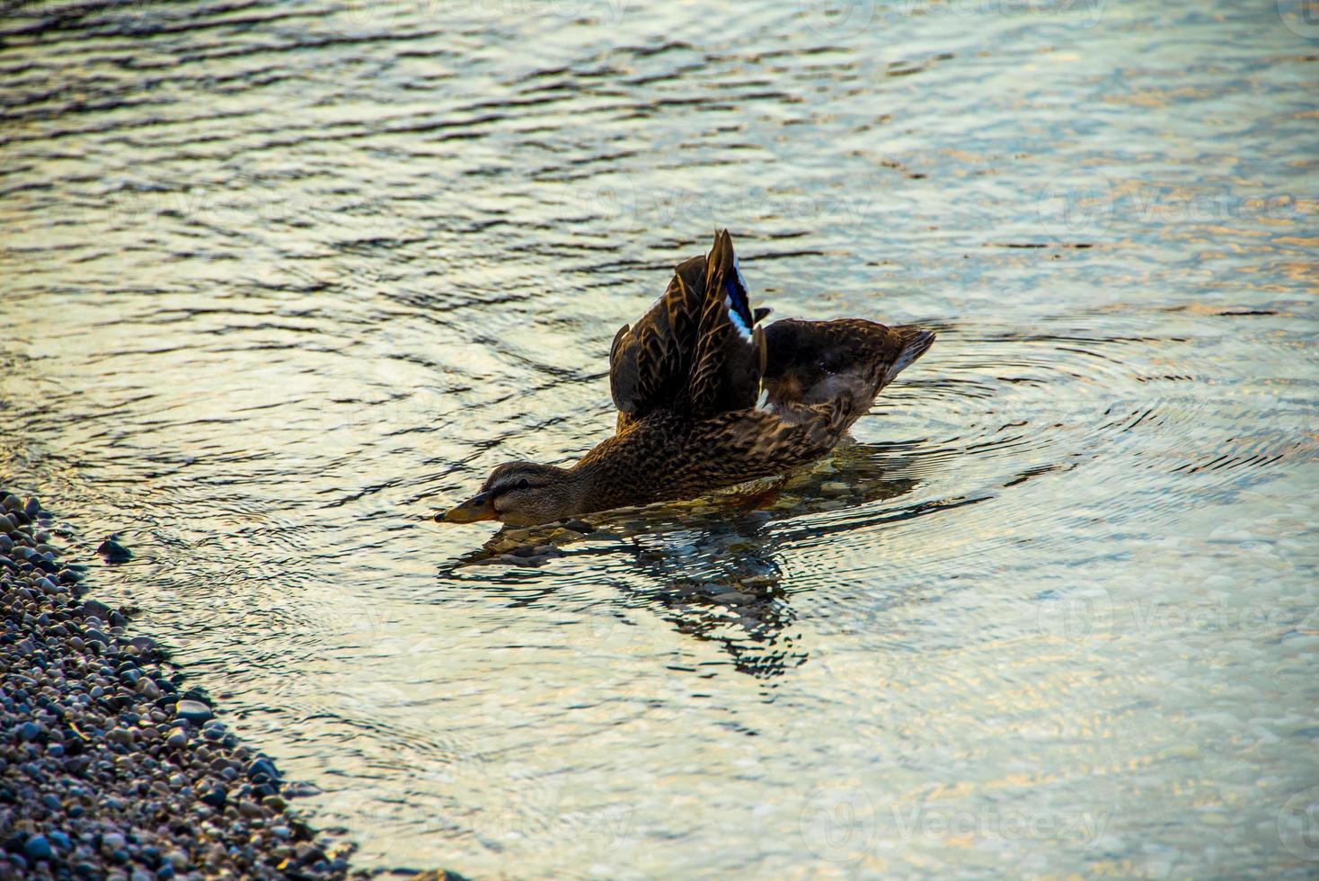 anatroccolo al lago foto