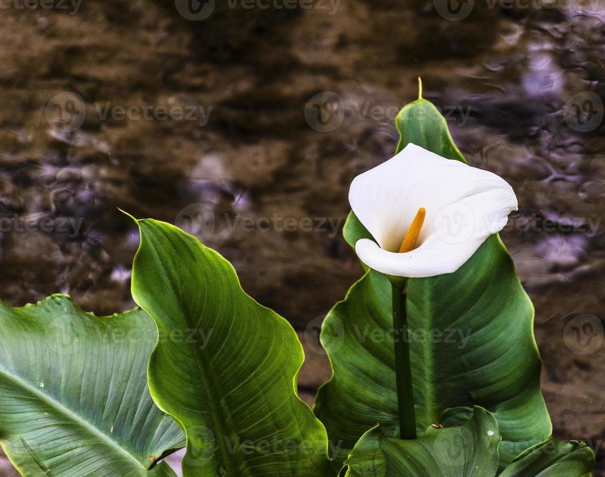 bella calla in primo piano su un ruscello padovano foto