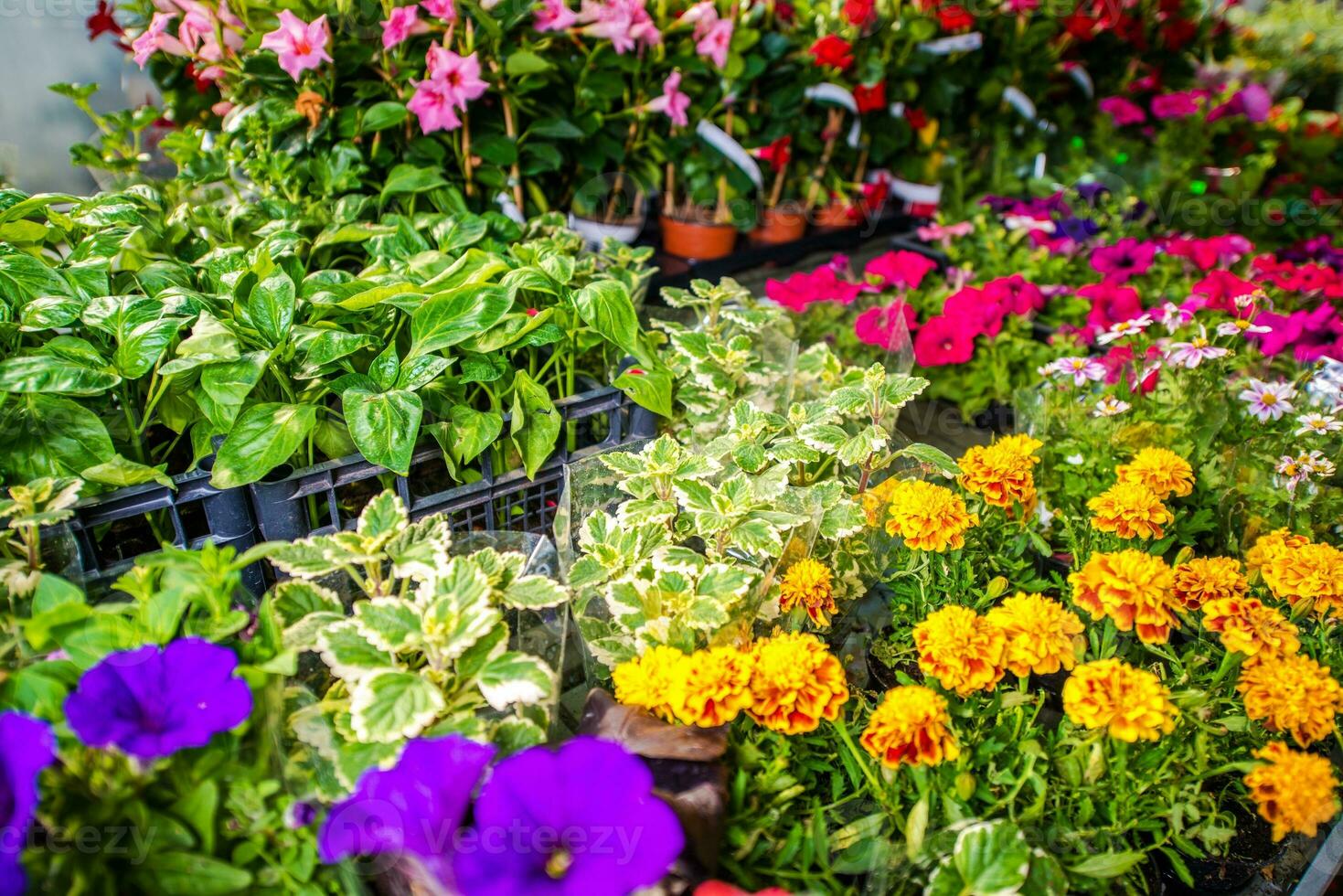 giardino memorizzare fiori per vendita foto