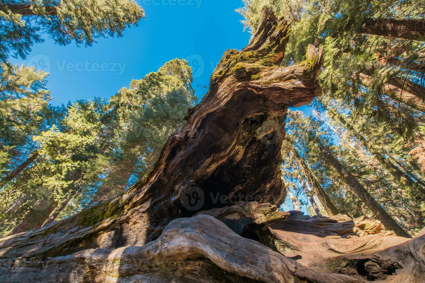 caduto gigante sequoia albero foto