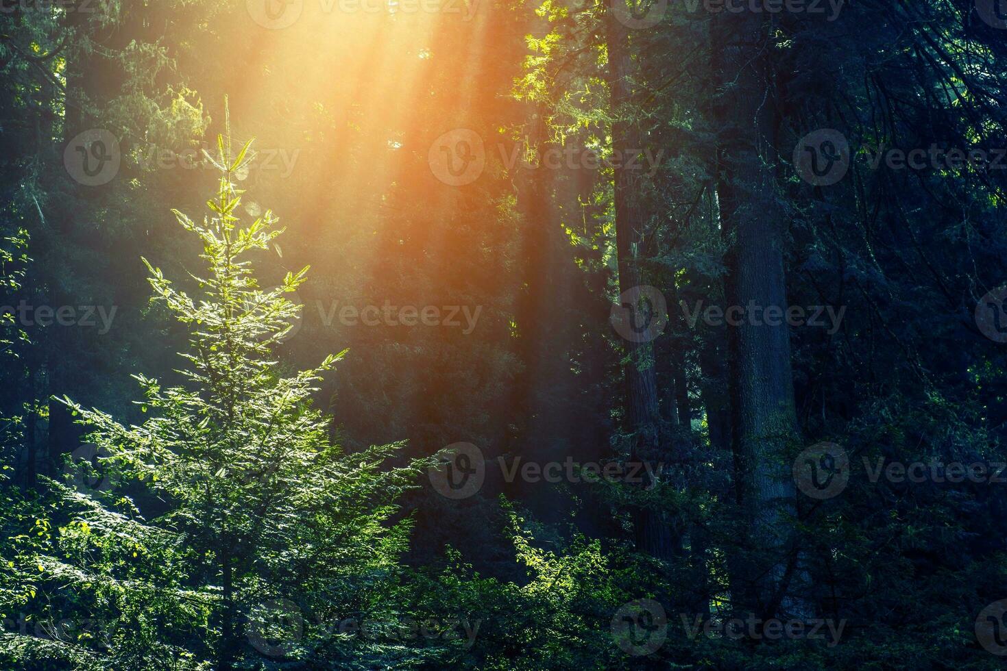 raggi di sole nella foresta foto