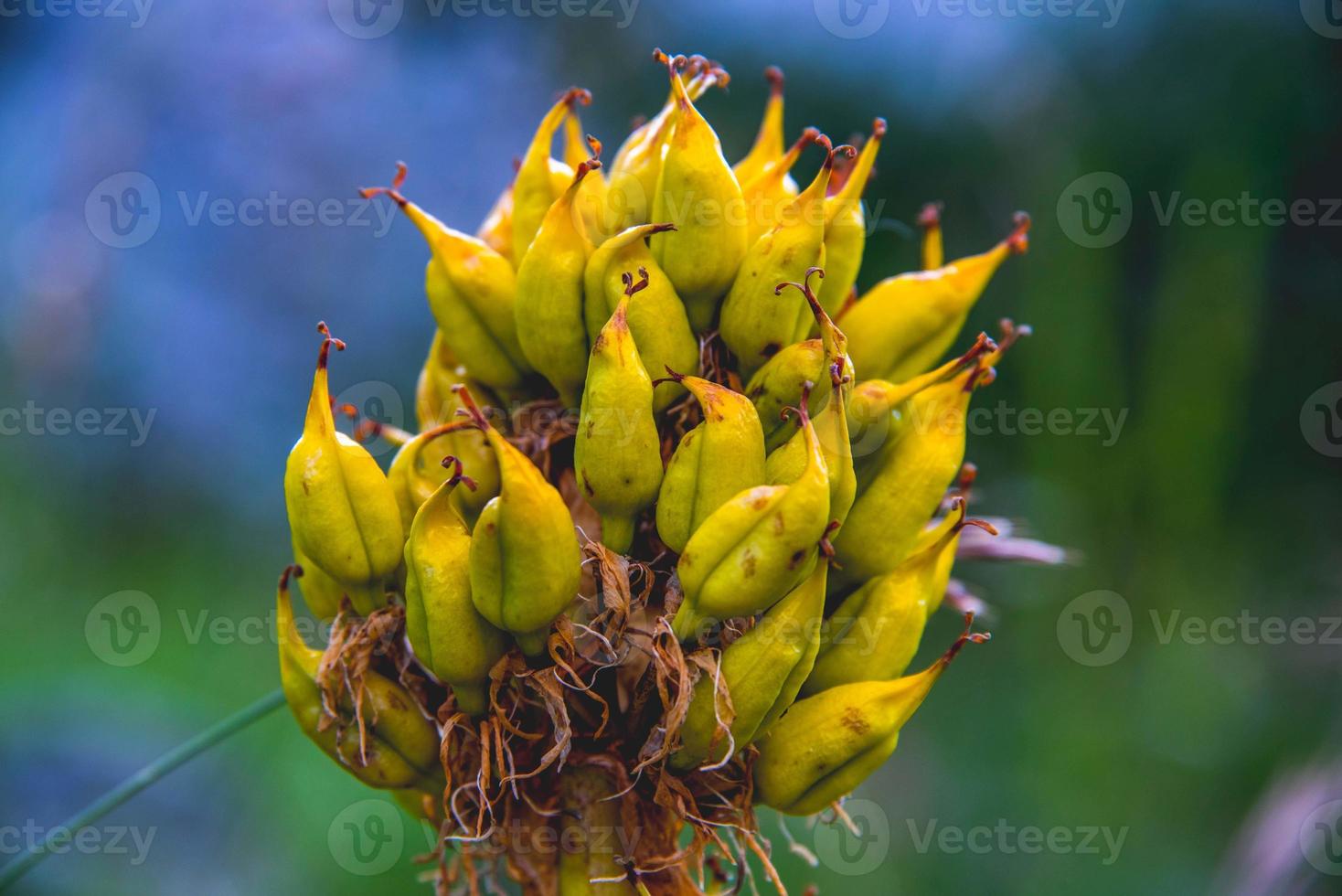 Gentiana lutea sul monte altissimo di nago a trento, italia foto