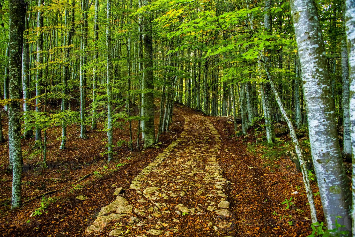 antica strada militare in autunno foto