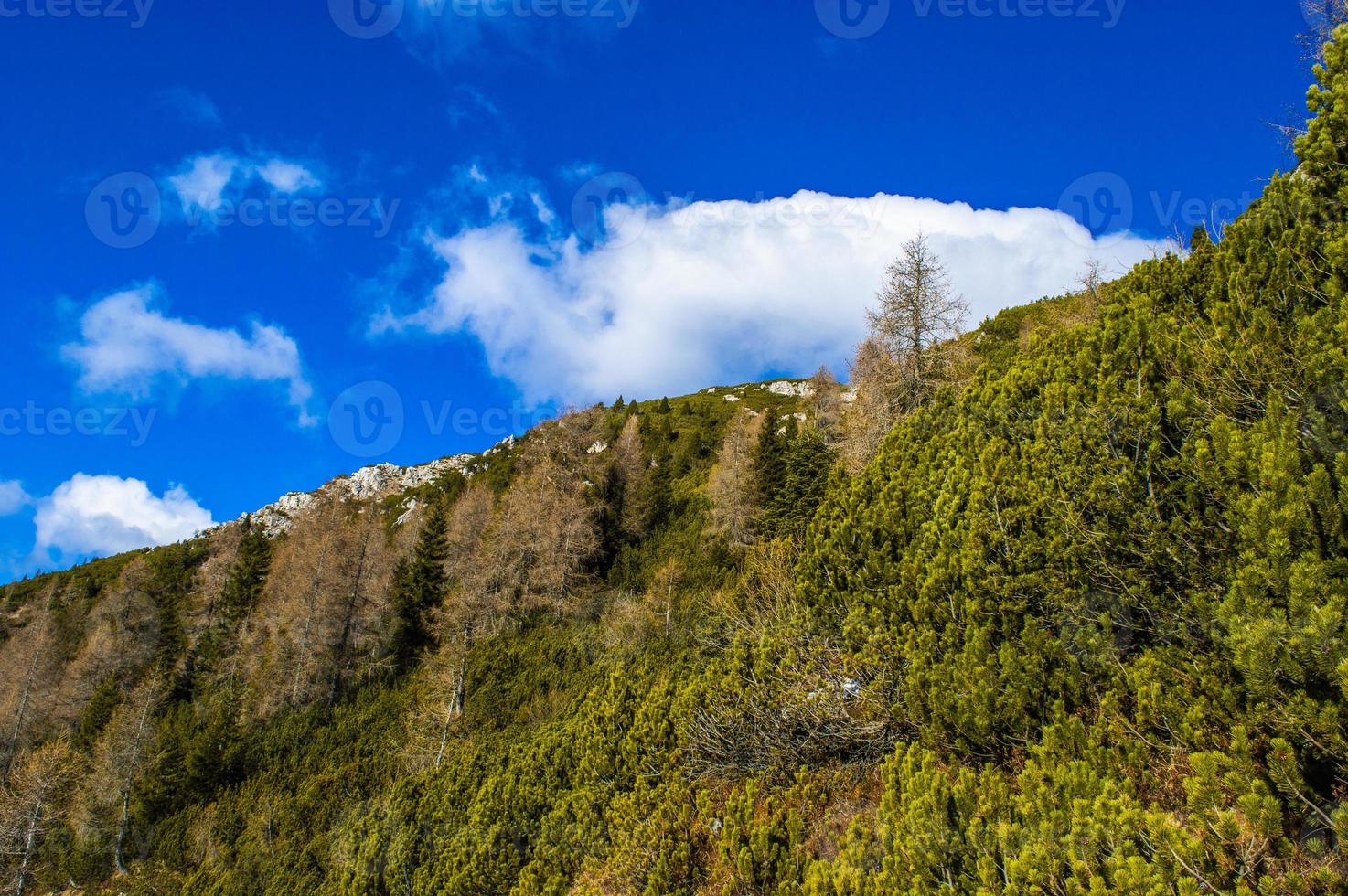 vista sui pini e l'azzurro del cielo sul monte portule foto