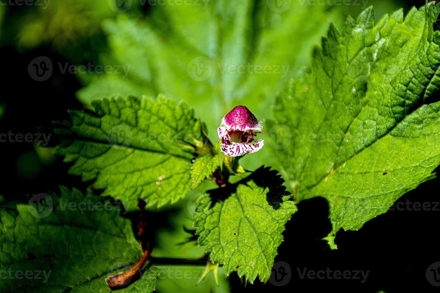 piccolo fiore di ortica foto