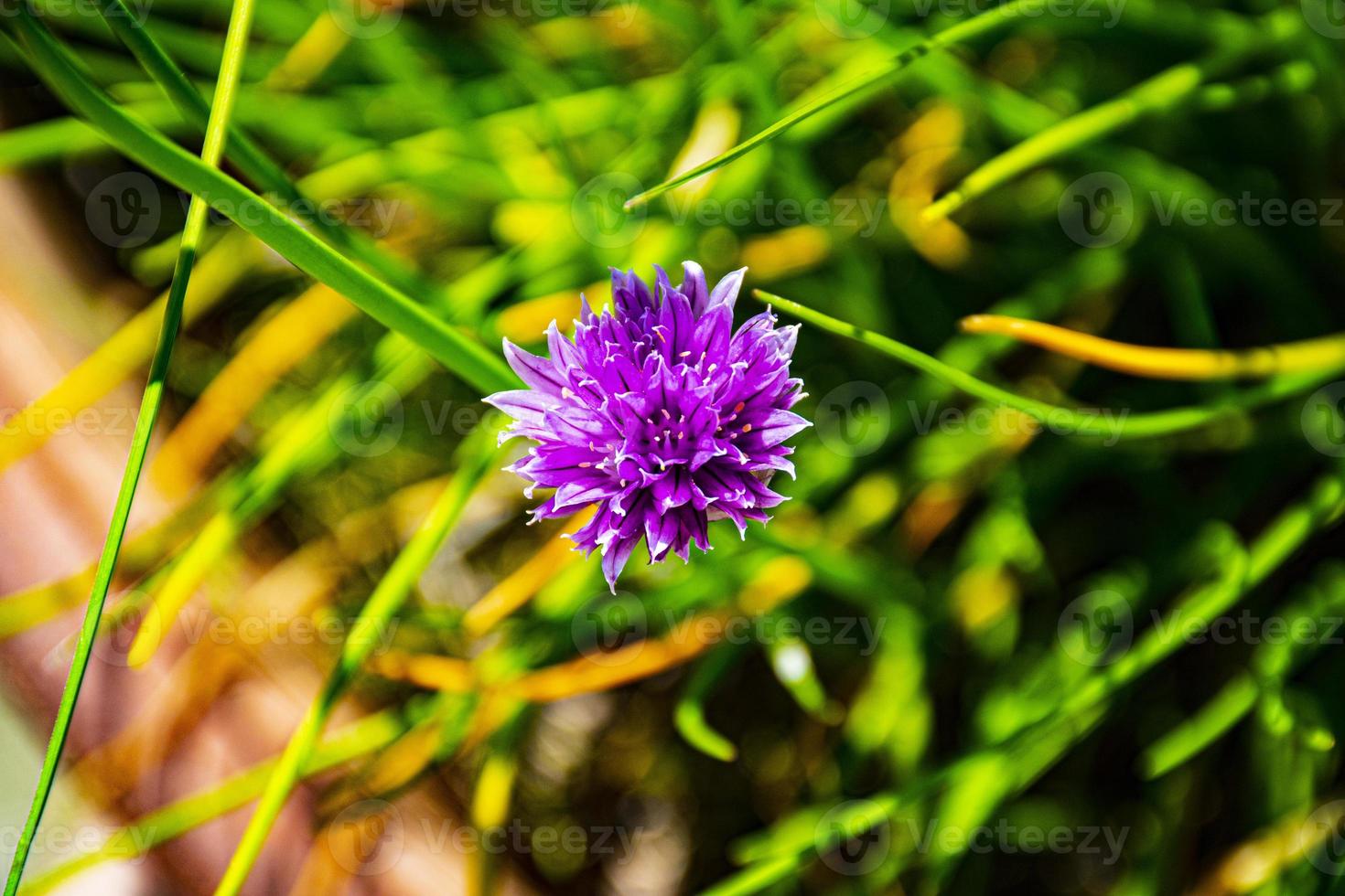 primo piano di un alium rosa ad Asiago foto