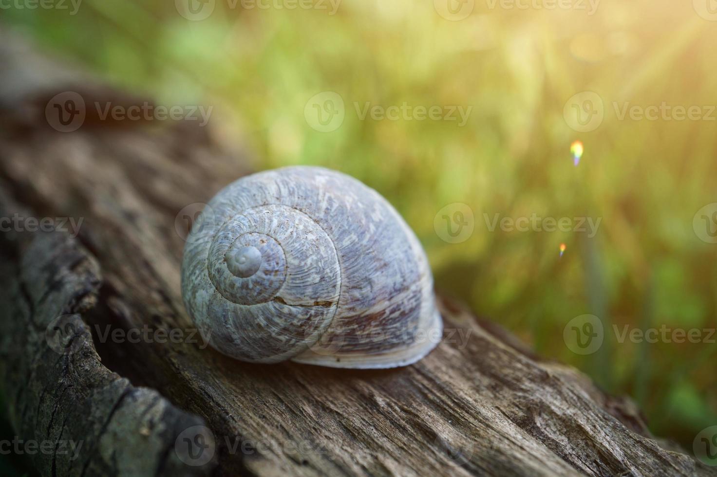 piccola lumaca bianca nella natura foto