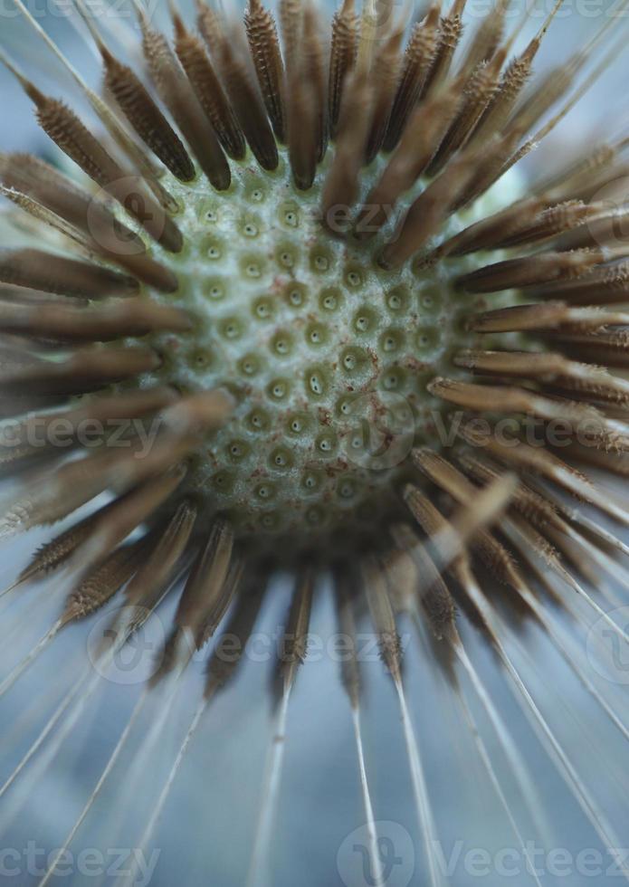 bellissimo fiore di tarassaco nella stagione primaverile foto