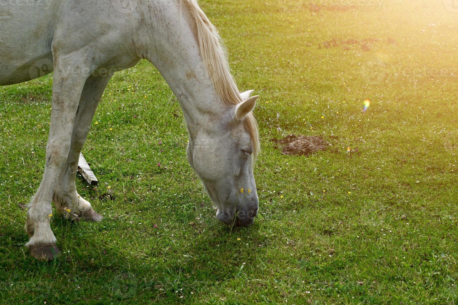 bellissimo ritratto di cavallo bianco foto