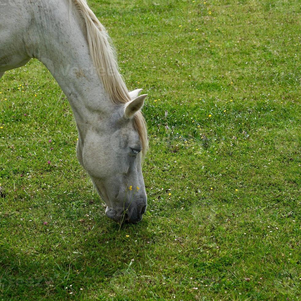 bellissimo ritratto di cavallo bianco foto