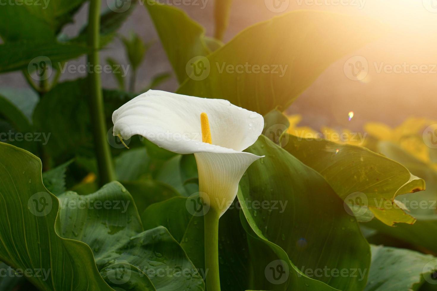 bellissimo giglio bianco calla fiore nella stagione primaverile foto