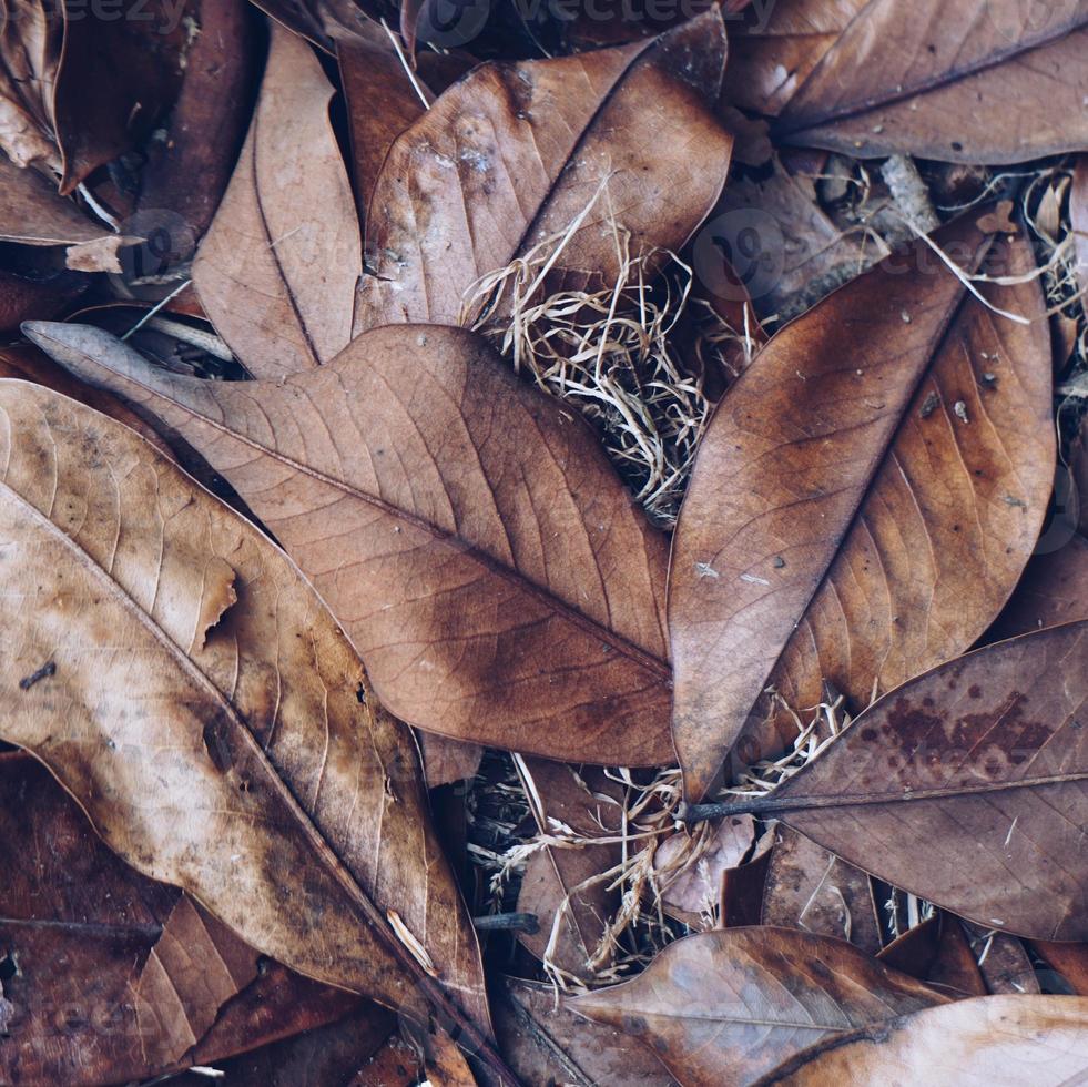 foglie secche marroni nella stagione autunnale foto