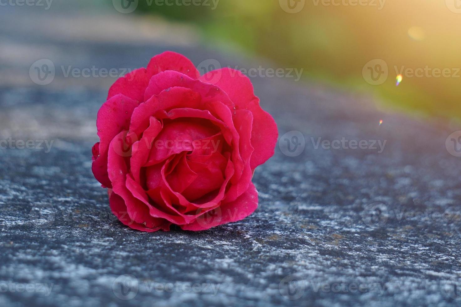 romantico fiore rosa rossa per San Valentino foto