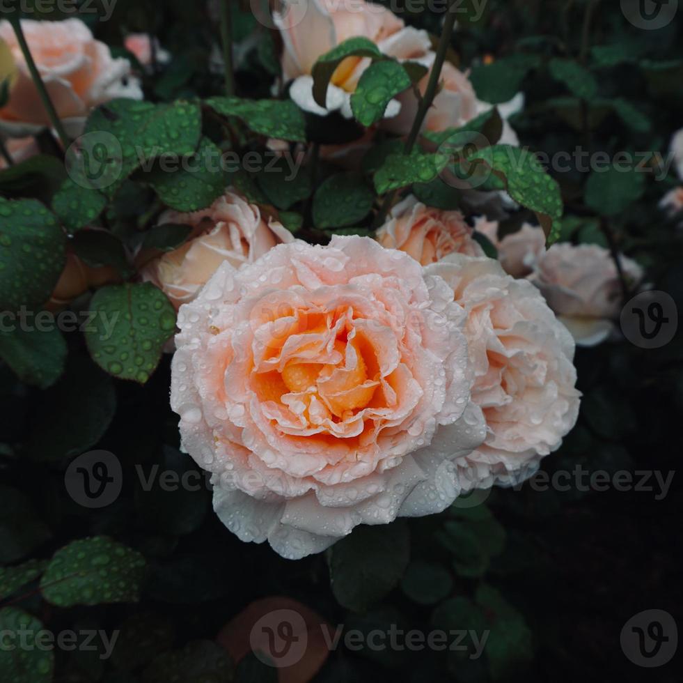 romantico fiore rosa rosa per San Valentino foto