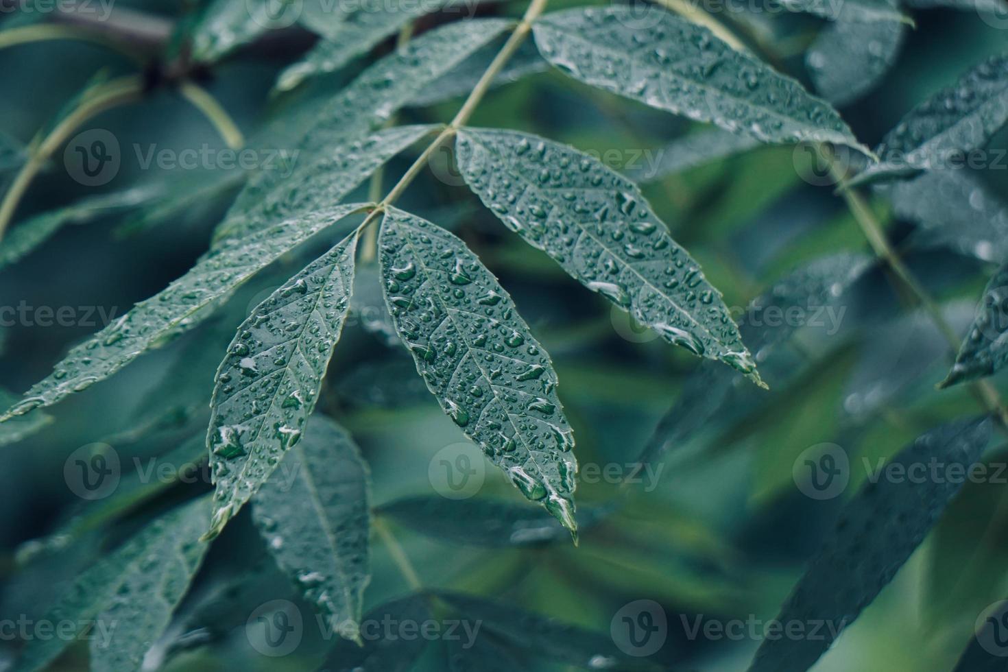 foglie di albero verde in primavera foto