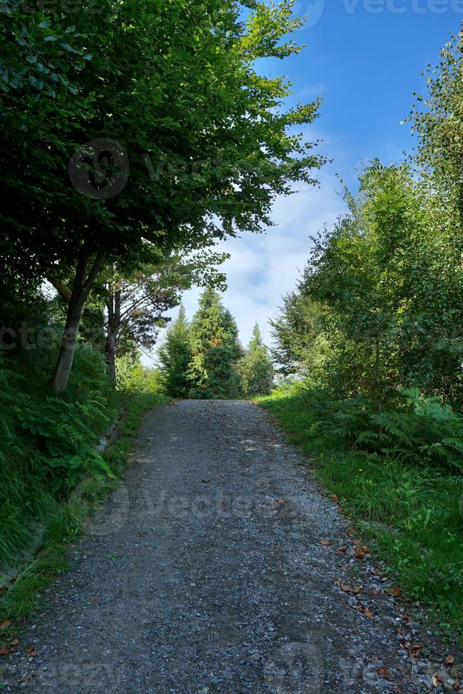 strada con alberi verdi in montagna foto