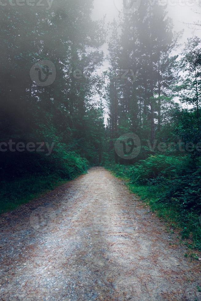 strada con alberi verdi in montagna foto