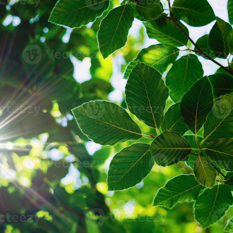 foglie di albero verde sullo sfondo verde della natura foto