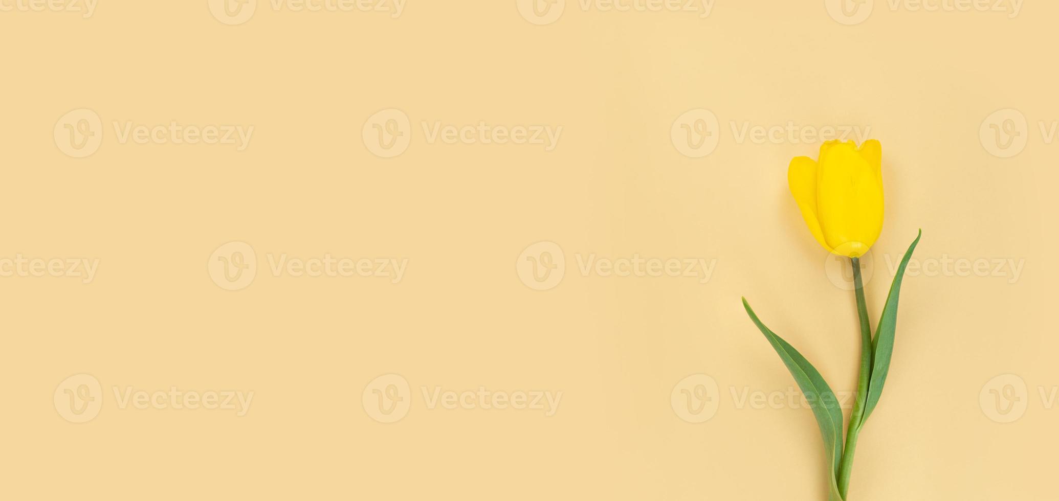 tulipano giallo su sfondo beige piatto mimimalista laici con spazio di copia foto