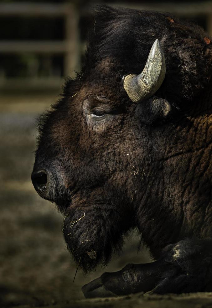 bisonte americano nello zoo foto