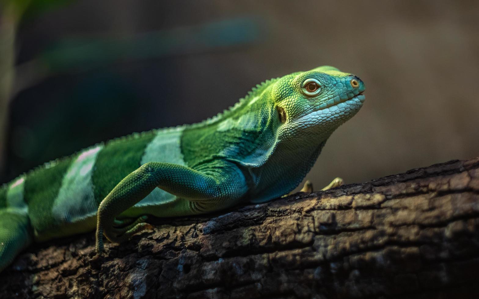 iguana fasciata delle Figi foto