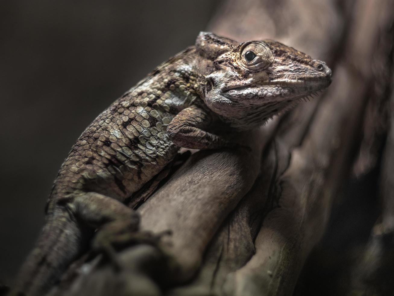 anole marrone sul ramo foto