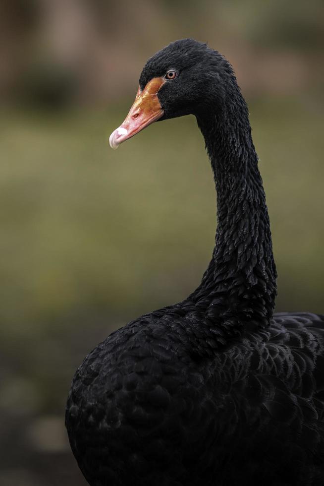 ritratto di cigno nero foto