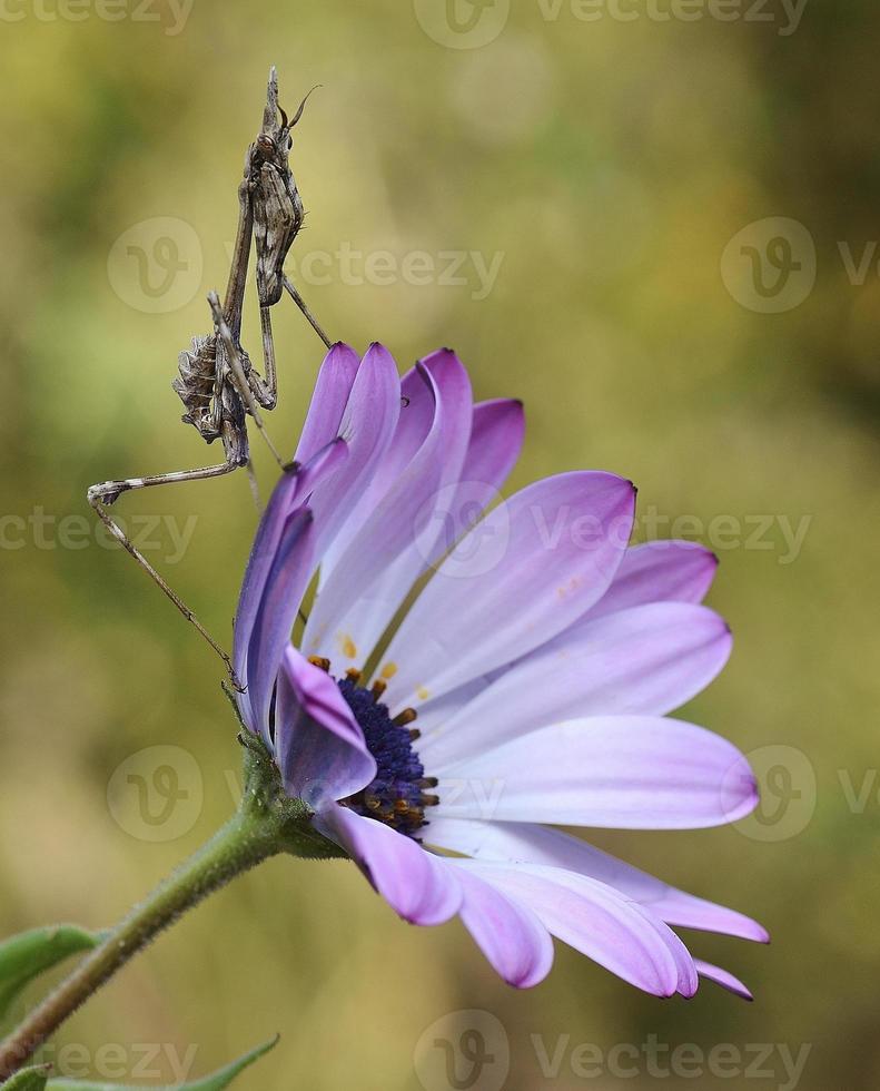 mantide su un fiore margherita viola foto