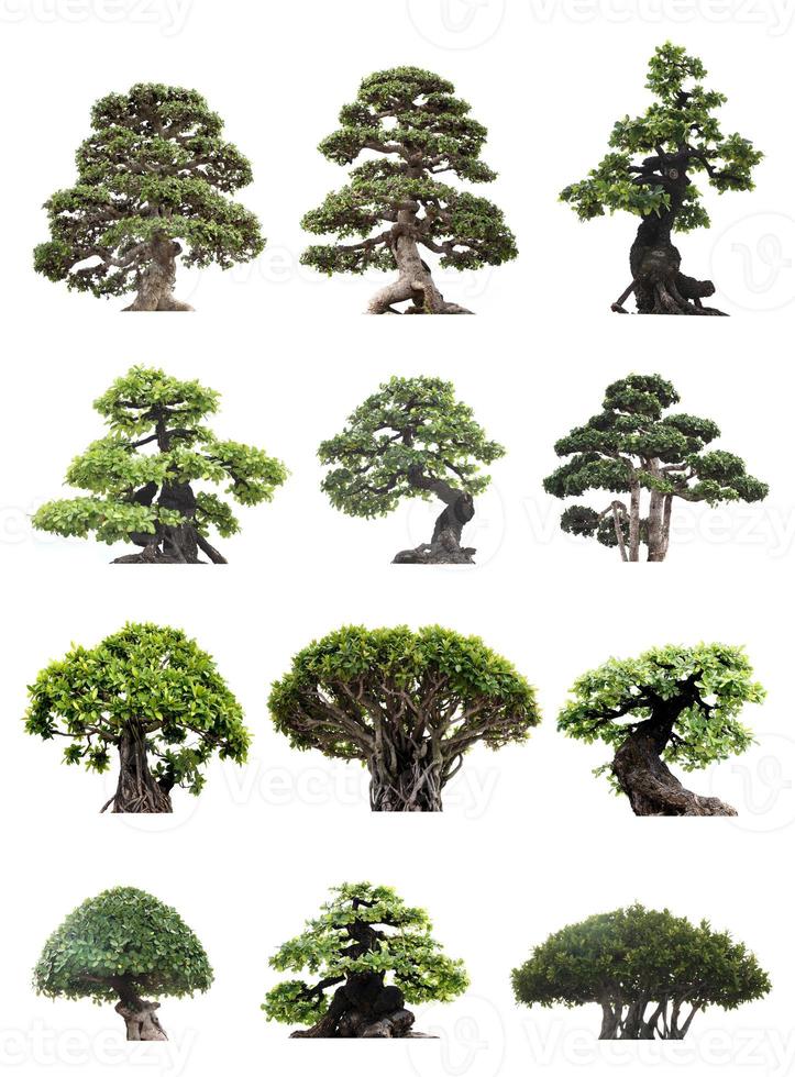 gruppo di alberi bonsai isolati su sfondo bianco foto