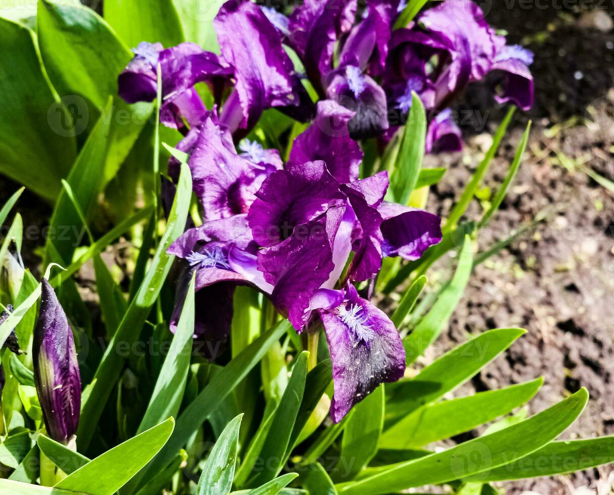 pigmeo iris o nano iris pumila hybrida caerulea fioritura con singolo viola fiorisce. iris pumila. selvaggio fiori su il letto di fiori nel primavera. foto