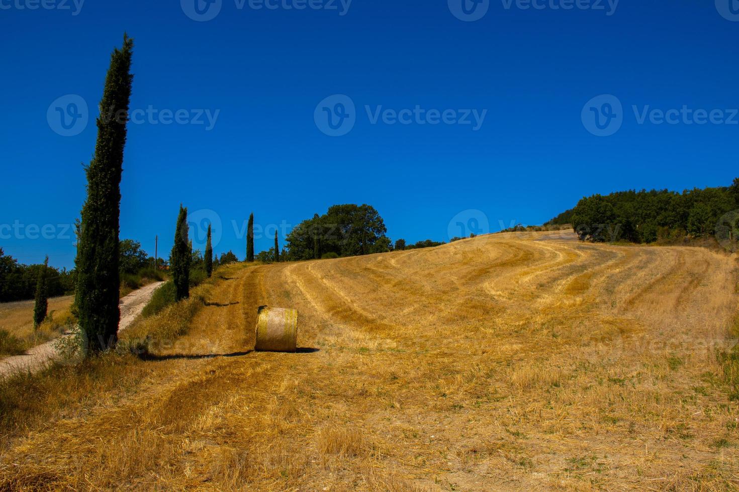 cipressi e cielo foto