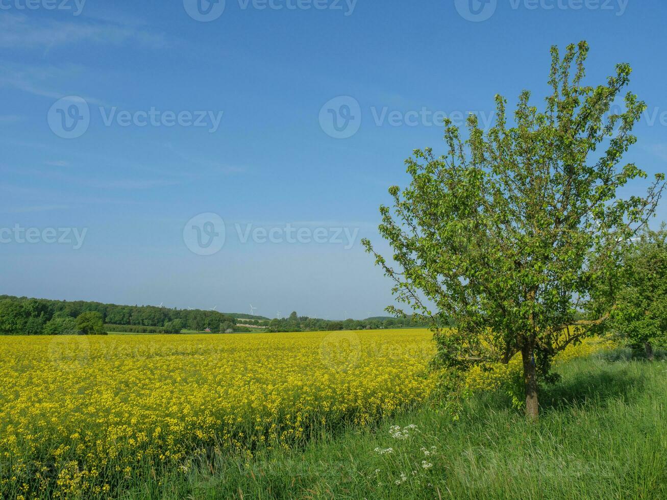 primavera tempo nel westfalia foto