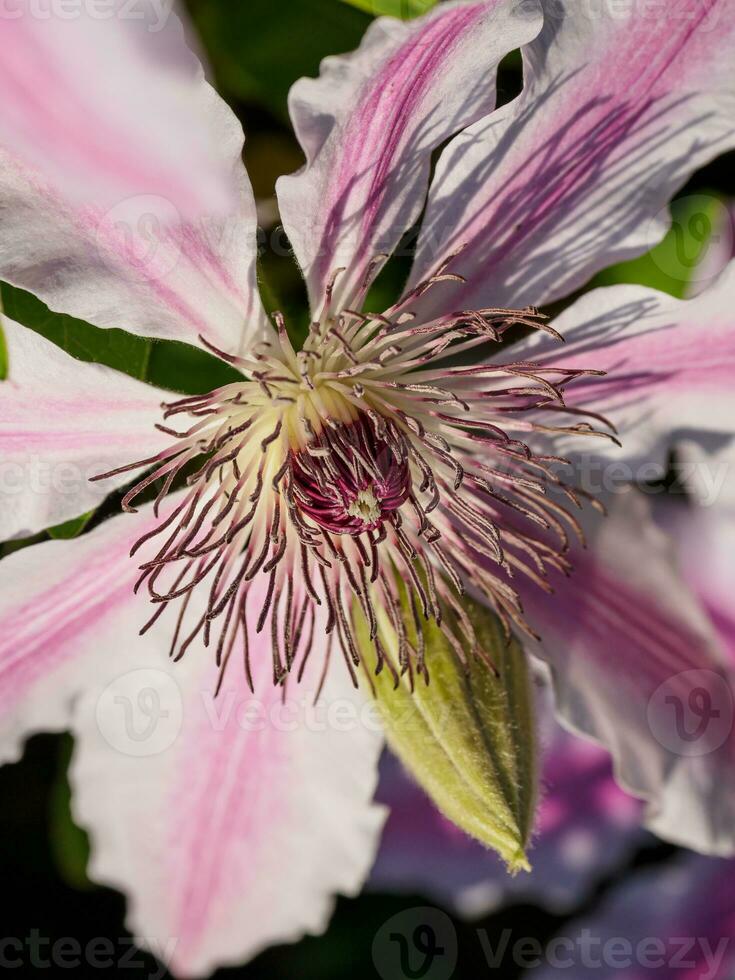 fiori a primavera tempo foto