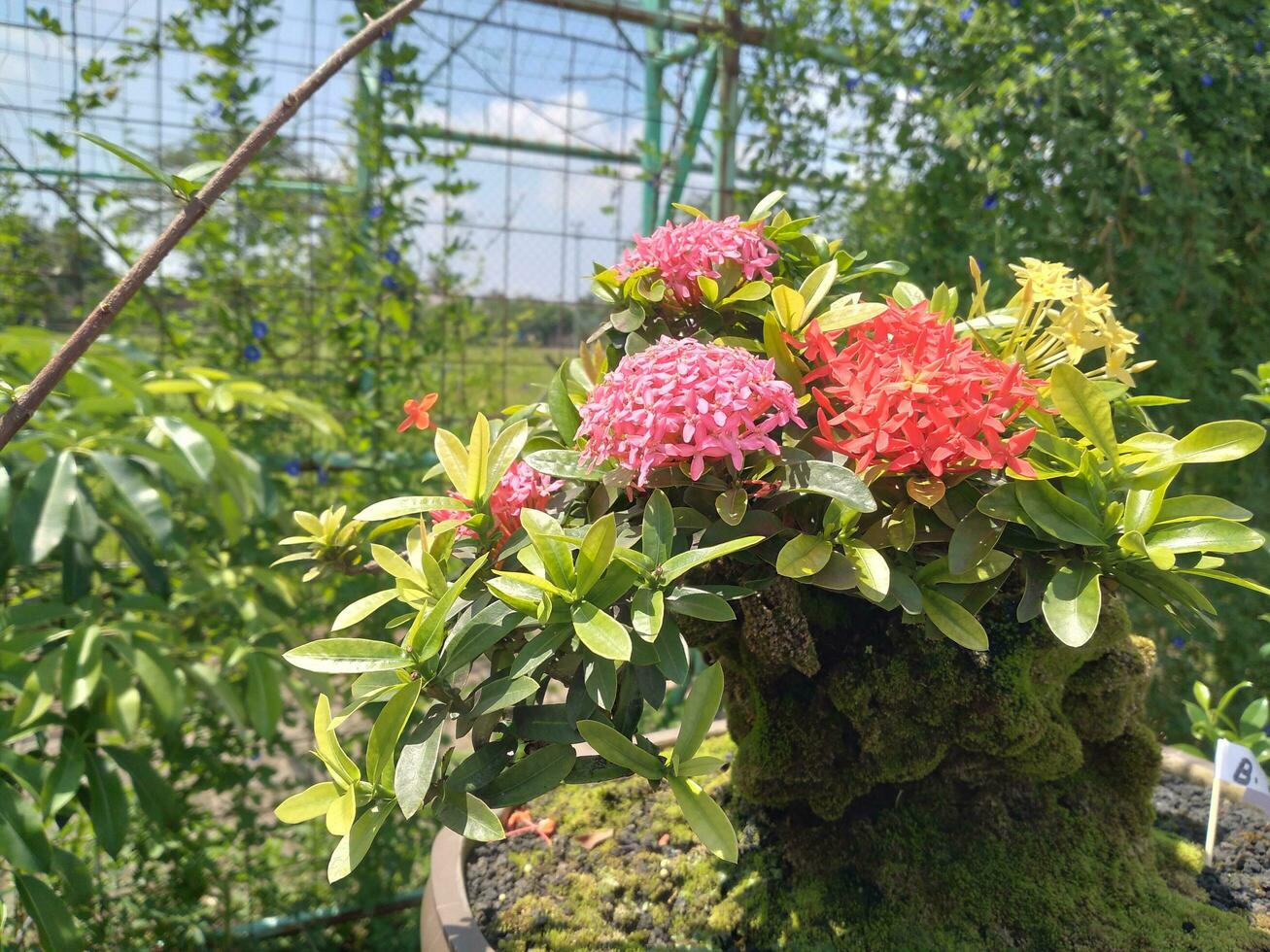 bellissimo Bonsai albero nel il giardino foto