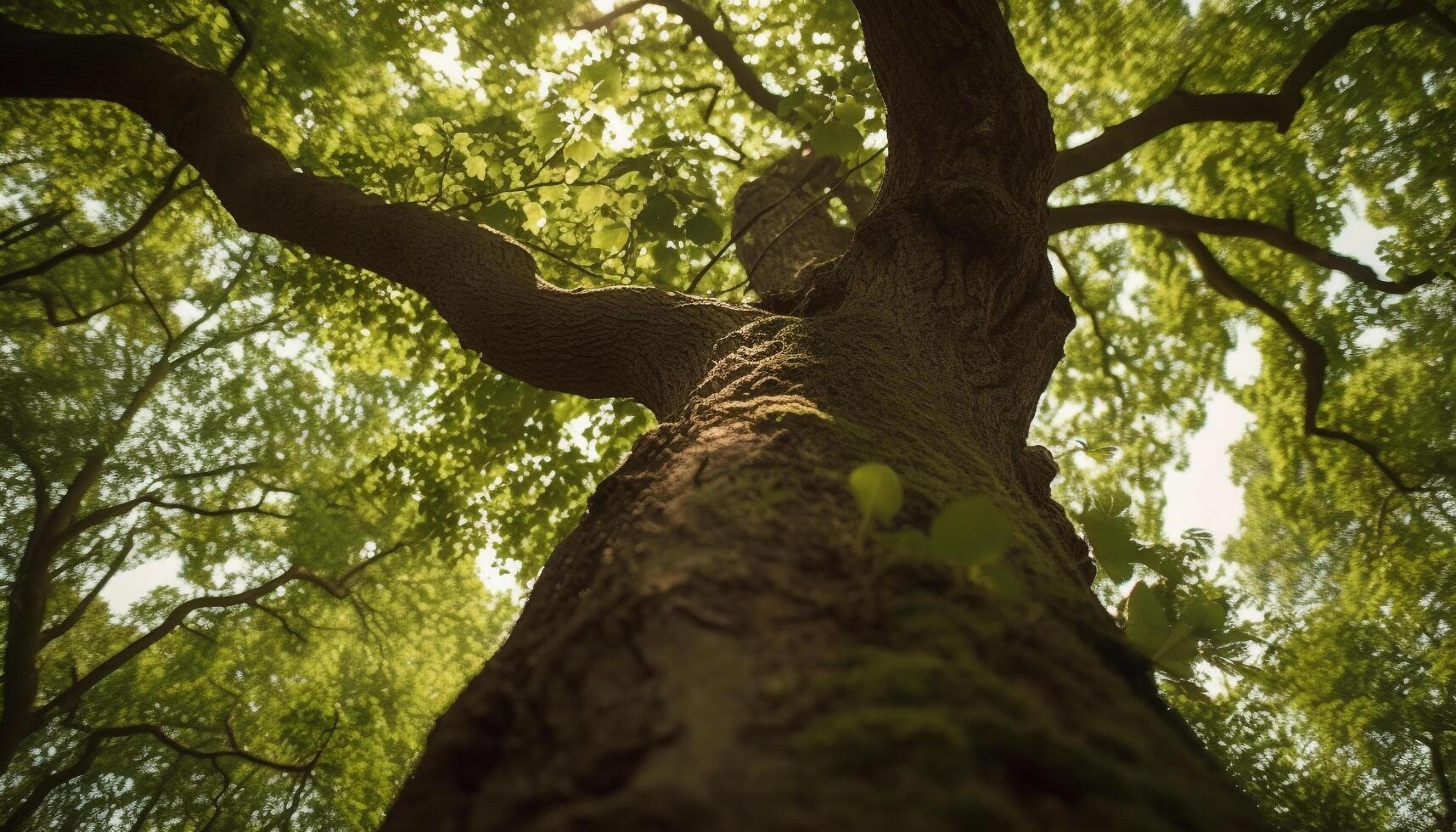 illuminata dal sole foresta crescita, bellezza nel natura la tranquillità generato di ai foto