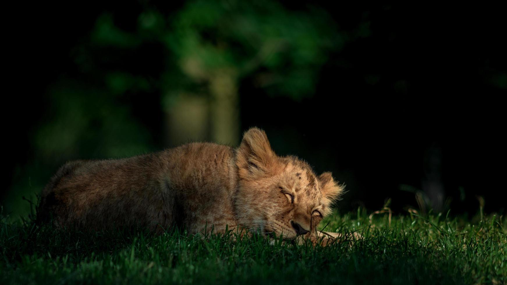 leone africano del sud foto