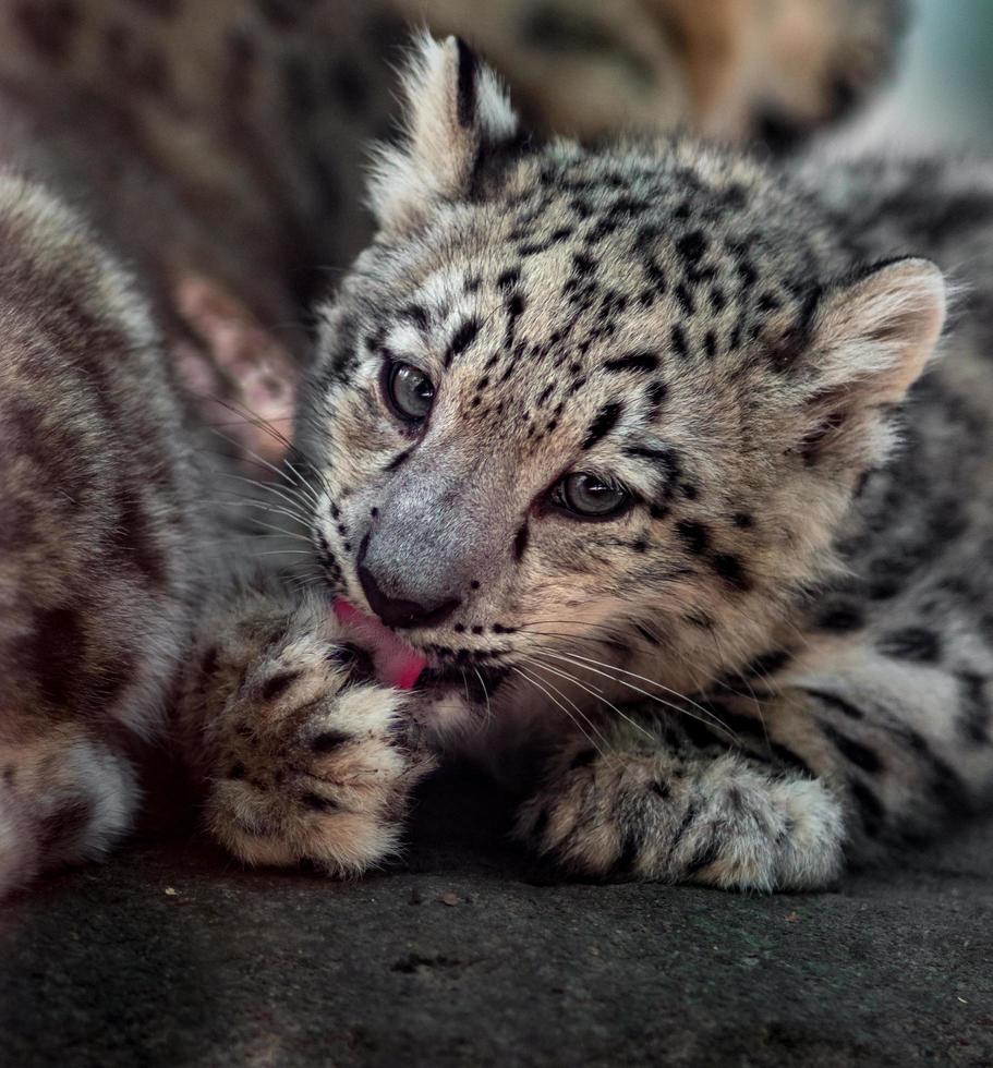 piccolo leopardo delle nevi foto