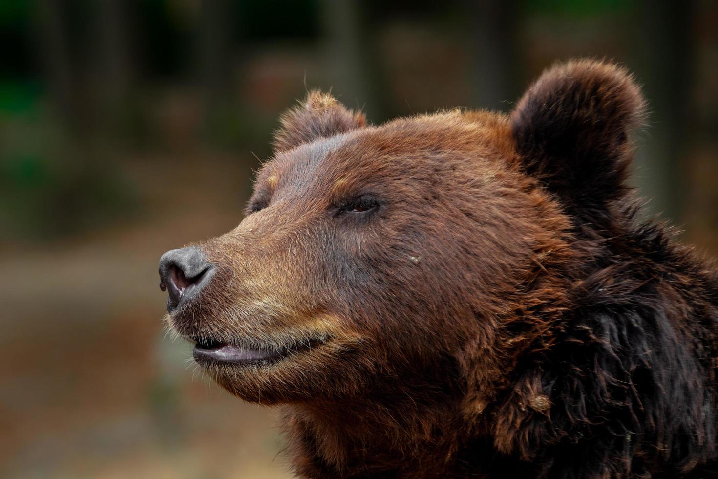 kamchatka orso bruno foto