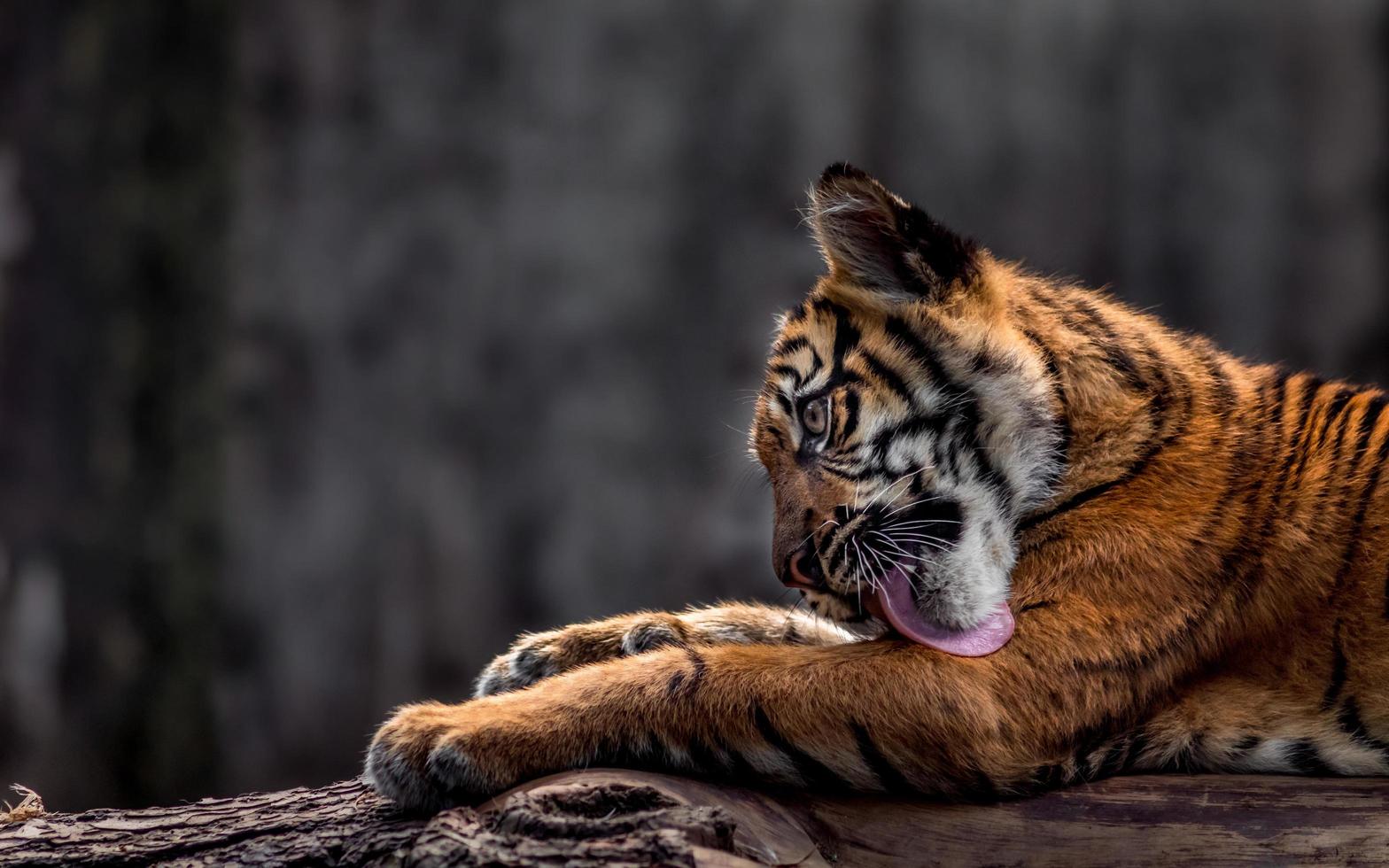 ritratto della tigre di Sumatra foto