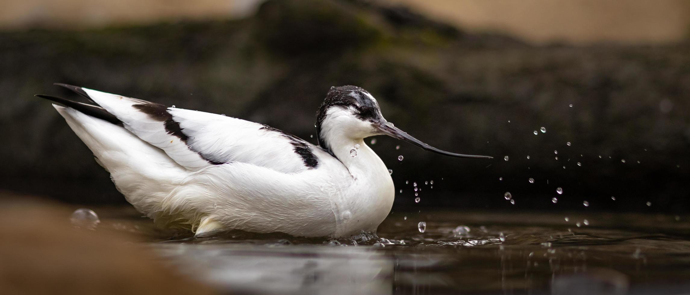 avocetta pied in acqua foto