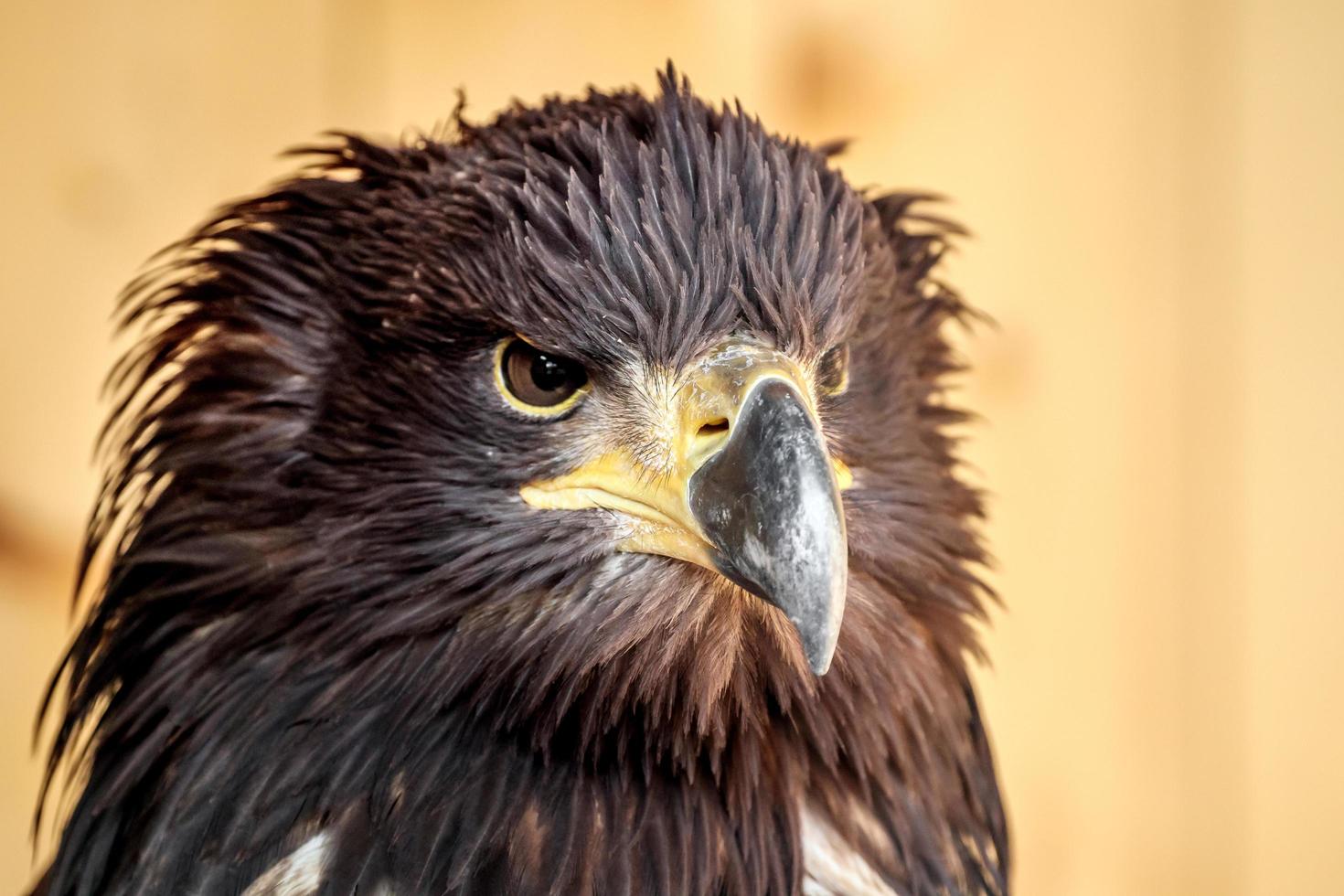 aquila dalla coda bianca foto