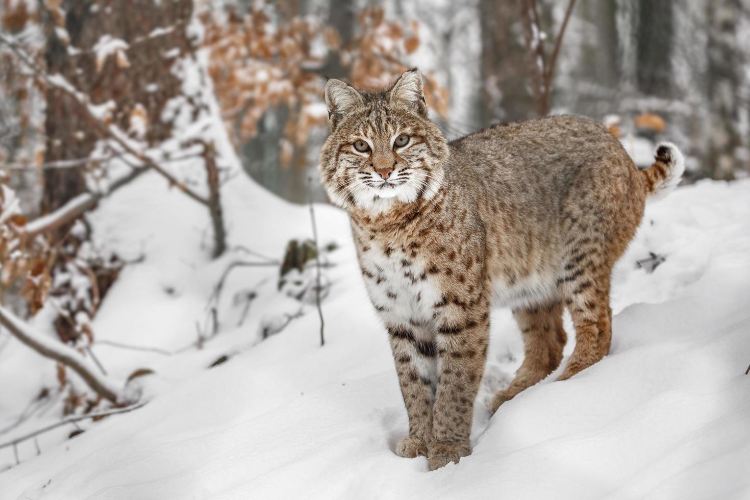 ritratto della lince rufus foto