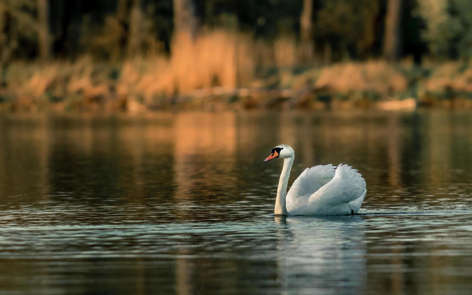 cigno sullo stagno foto