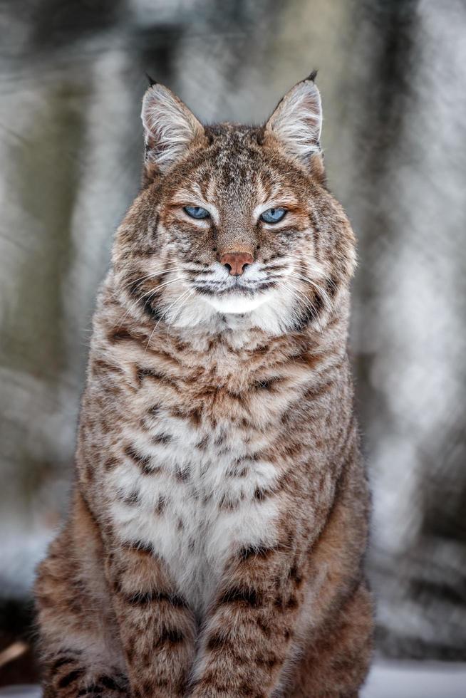 ritratto della lince rufus foto