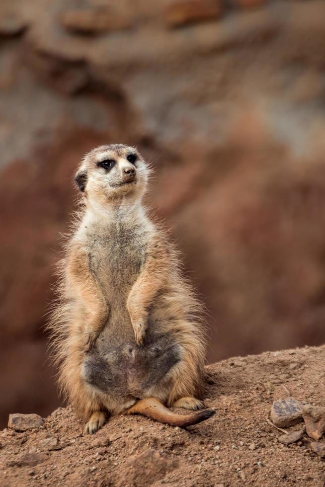 ritratto di meerkat foto