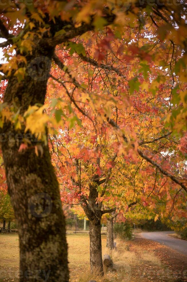 astratto sfondo di autunno le foglie autunno sfondo, bellissimo autunno paesaggio su autunno giallo rosso e Marrone nel autunno mesi foto