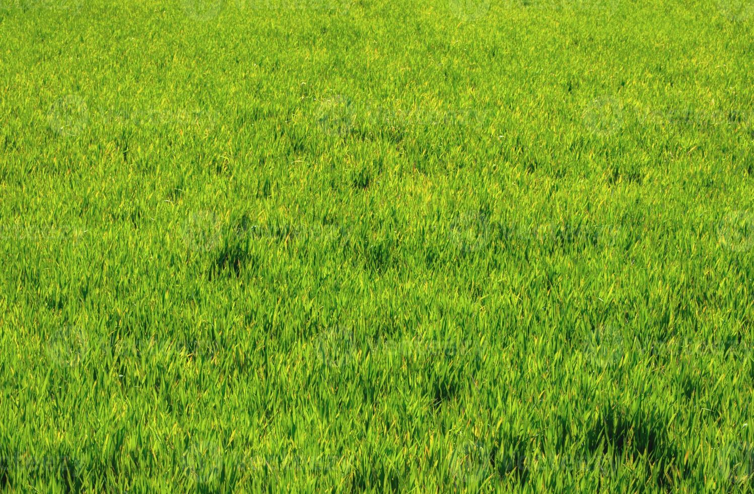 trama di sfondo di un campo erboso nella boscaglia foto