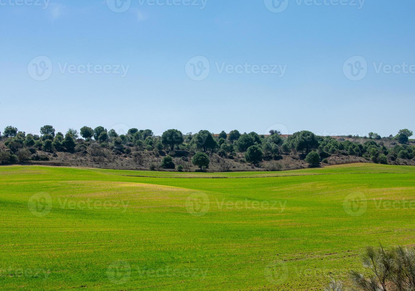 bellissimo campo verde e luminoso con cielo blu foto