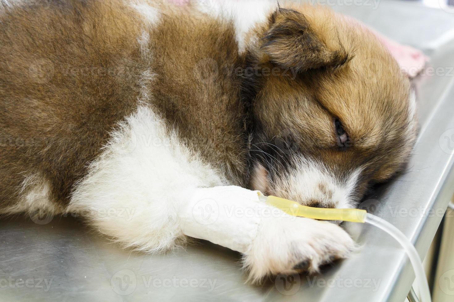 cucciolo di malattia con flebo endovenoso sul tavolo operatorio in clinica veterinaria foto